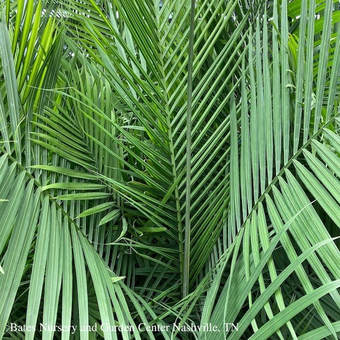 10p! Palm Ravenea rivularis Multi / Majesty Palm /Tropical