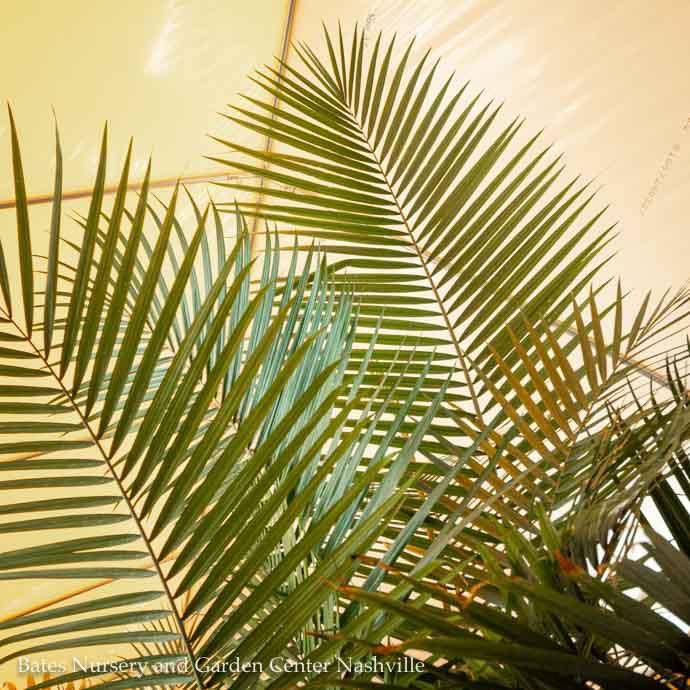 10p! Palm Ravenea rivularis Multi / Majesty Palm /Tropical