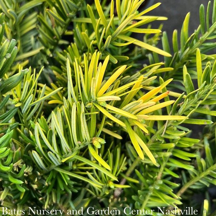 #3 Cephalotaxus harringtonia Golden Dragon/ Spreading Japanese Plum Yew