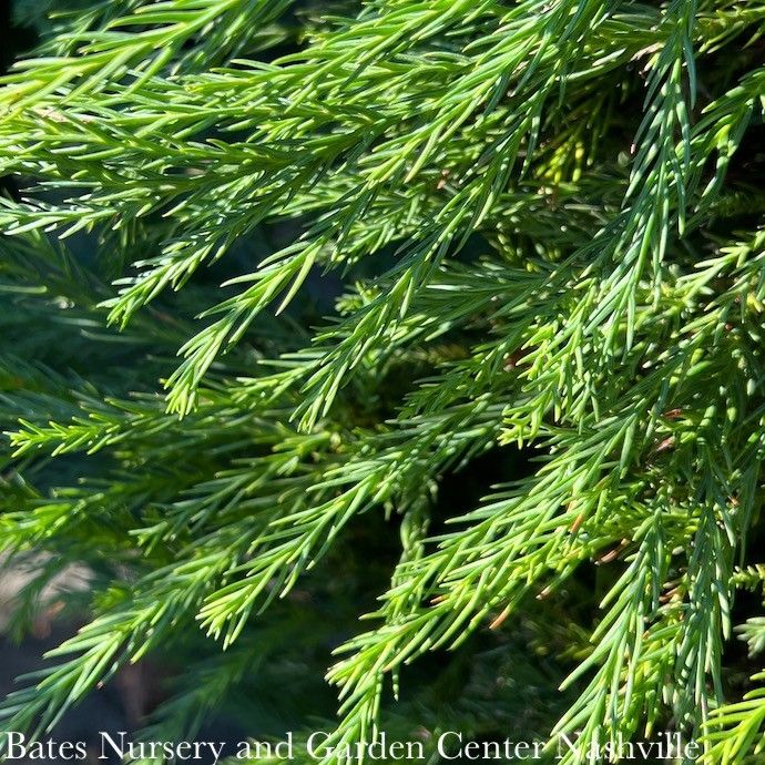 #30 Cryptomeria japonica Yoshino/ Japanese False Cedar