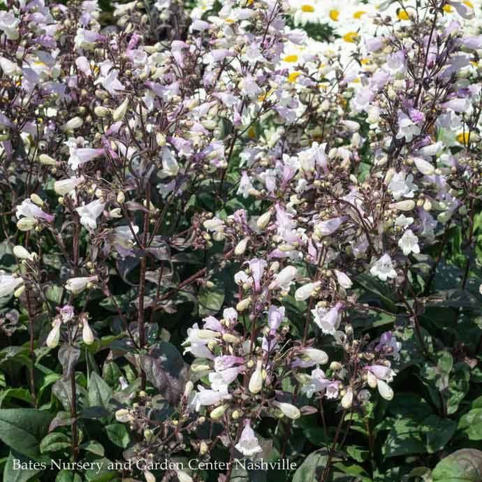 #1 Penstemon dig Blackbeard/ Beardtongue Native (TN)