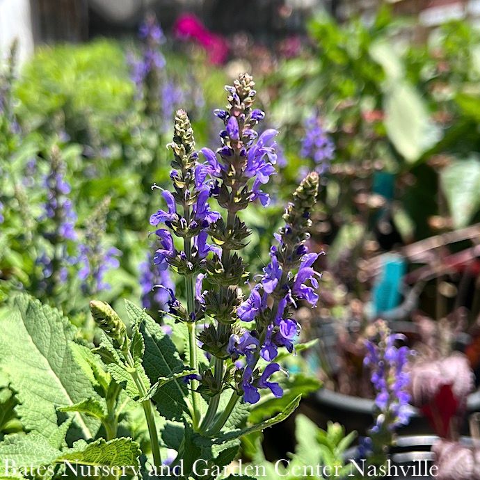 #1 Salvia x Blue Hill/ Meadow Sage