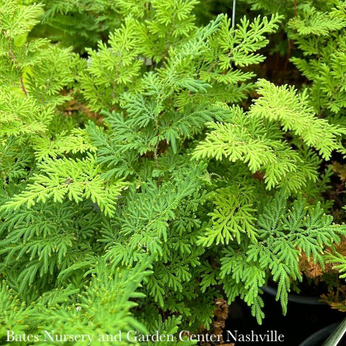 #1 Selaginella braunii/ Arborvitae Fern