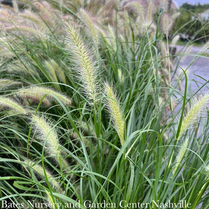 #3 Grass Pennisetum alop Cassian/ Fountain Dwarf