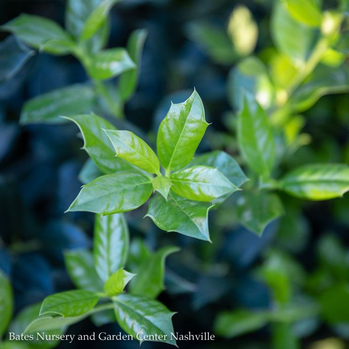 #7 Ilex x Nellie R Stevens/ Holly (self-fertile)