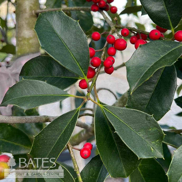 #15 Ilex x attenuata Savannah/ Holly (female)