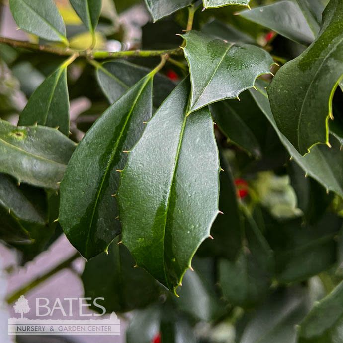 #15 Ilex x attenuata Savannah/ Holly (female)
