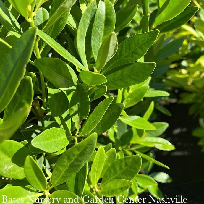#7 Illicium parviflorum/ Yellow Anise Native (R)