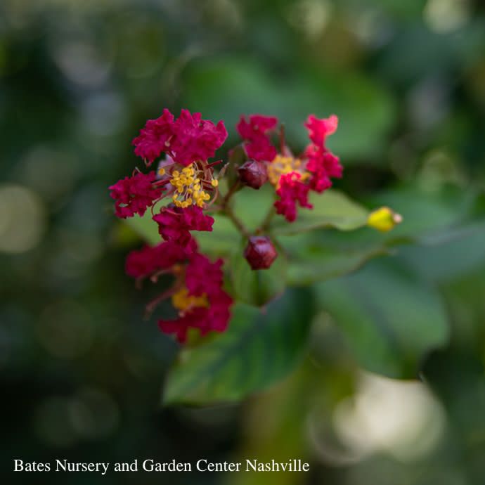 #15 Lagerstroemia SL Colorama &#39;Scarlet&#39;/ Scarlet-red Crape Myrtle