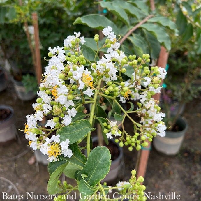 #15 Lagerstroemia indica x fauriei Natchez/ White Crape Myrtle