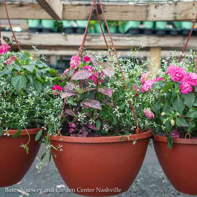 Annual Hanging Baskets - Please come in to check supply! Prices vary.