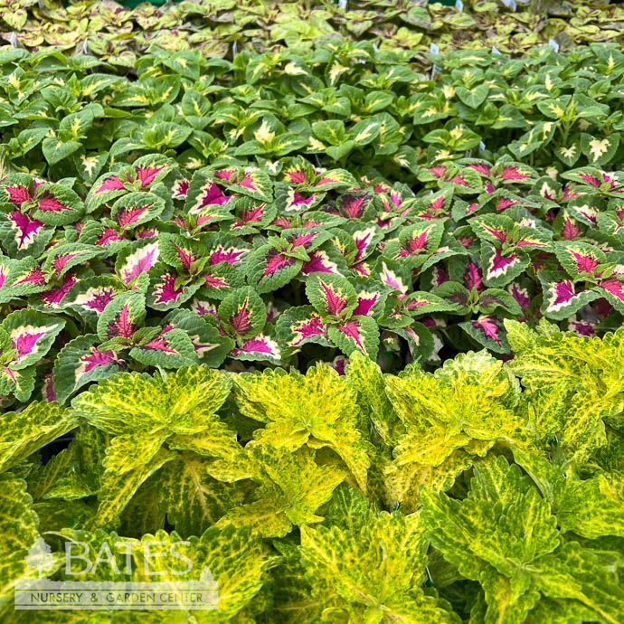 Coleus - Please come in to check supply! Prices vary.