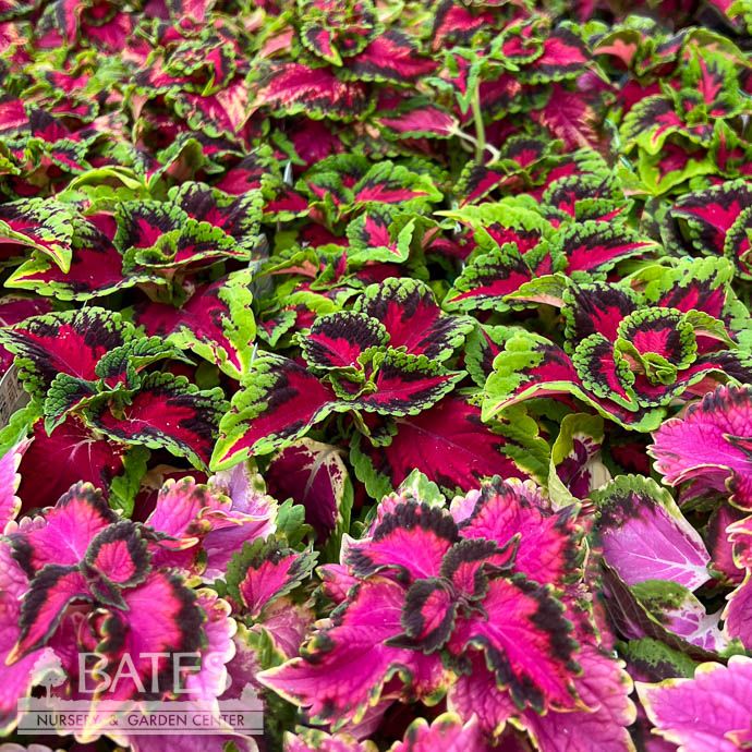 Coleus - Please come in to check supply! Prices vary.