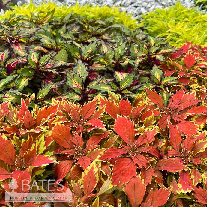 Coleus - Please come in to check supply! Prices vary.