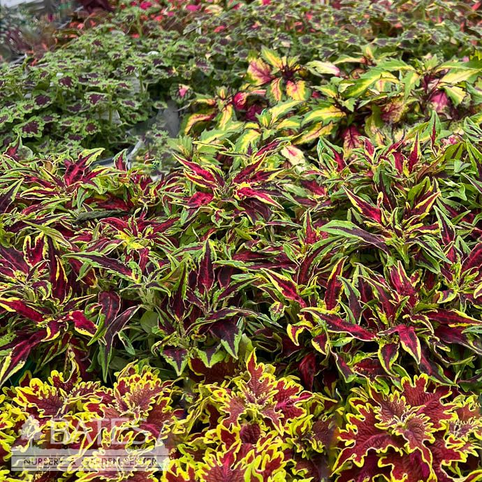 Coleus - Please come in to check supply! Prices vary.