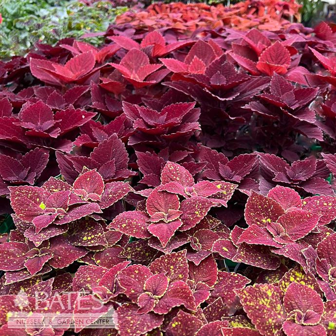 Coleus - Please come in to check supply! Prices vary.