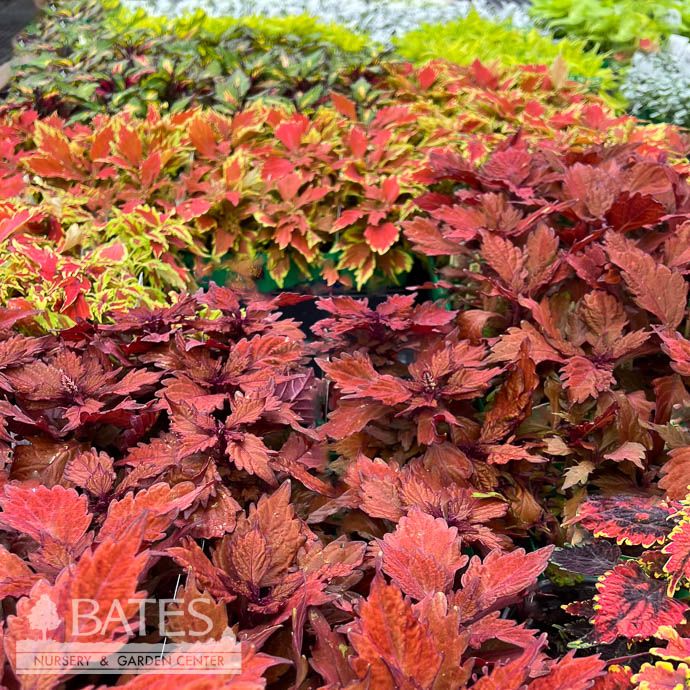 Coleus - Please come in to check supply! Prices vary.
