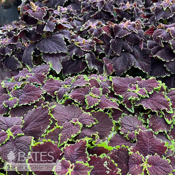 Coleus - Please come in to check supply! Prices vary.