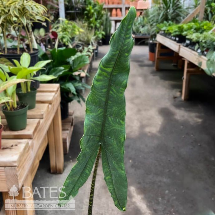 6p! Alocasia Tigrina /Tropical