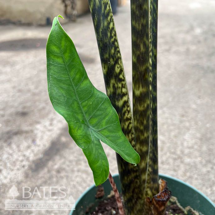 6p! Alocasia Tigrina /Tropical