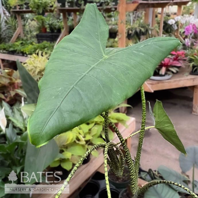 6p! Alocasia Zebrina /Tropical