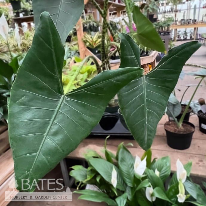 6p! Alocasia Zebrina /Tropical