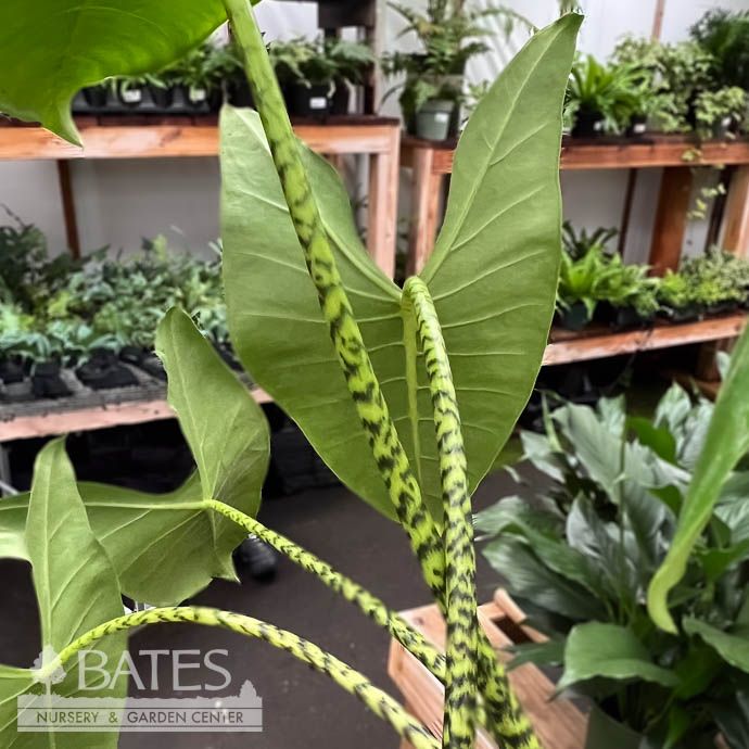 6p! Alocasia Zebrina /Tropical