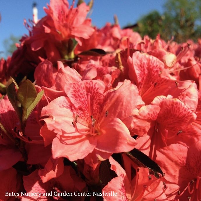 #3 Azalea x Fashion (Glenn Dale hybrid)/ Orange-red