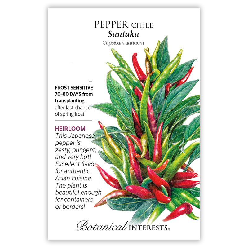 Seed Veg Pepper Chile Santaka Hot Asian Heirloom - Capsicum annuum