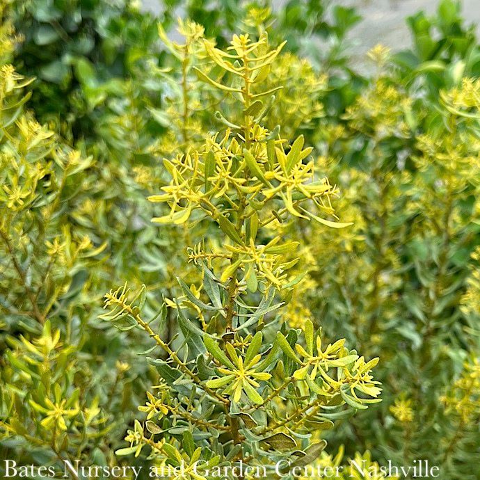 #3 Myrica cerifera Don&#39;s Dwarf/ Wax Myrtle Native (R)