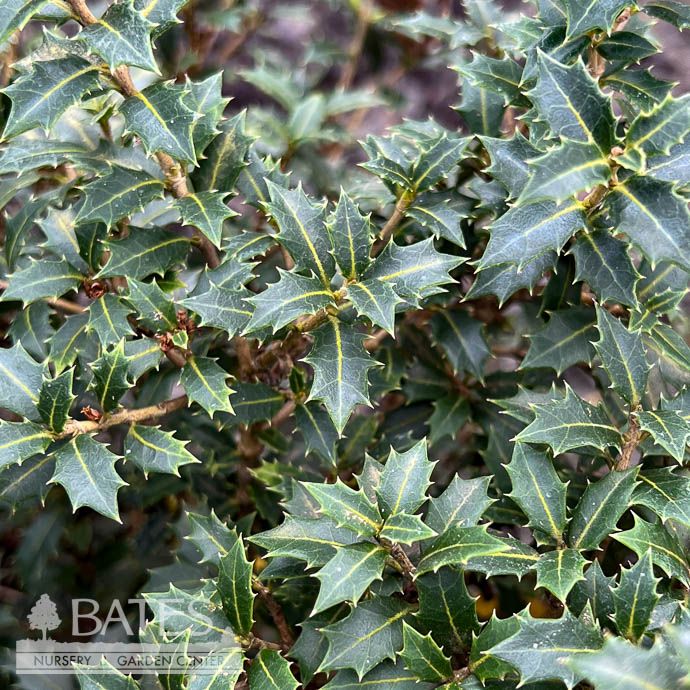 #3 Osmanthus heter Party Princess/ False Holly