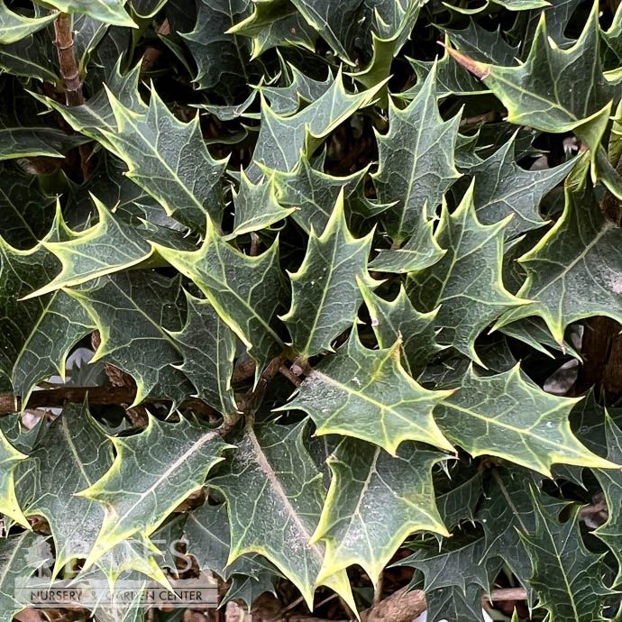 #3 Osmanthus heter Party Lights/ Variegated Goshiki False Holly