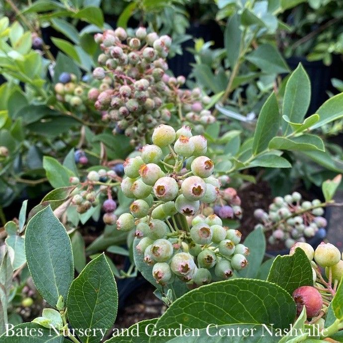 Edible #1 Vaccinium ashei Brightwell/Rabbiteye Blueberry Native (TN)