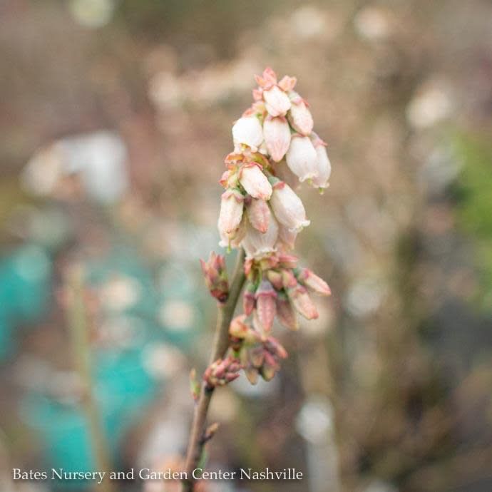 Edible #1 Vaccinium ashei Brightwell/Rabbiteye Blueberry Native (TN)