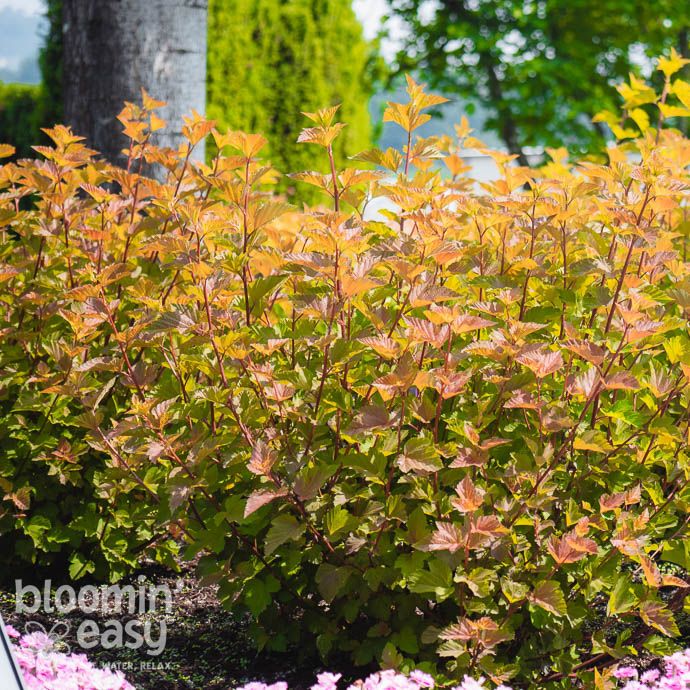 #2 Physocarpus opul Savannah Sunset/ Orange Ninebark Native (TN)