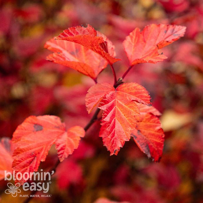 #2 Physocarpus opul Savannah Sunset/ Orange Ninebark Native (TN)