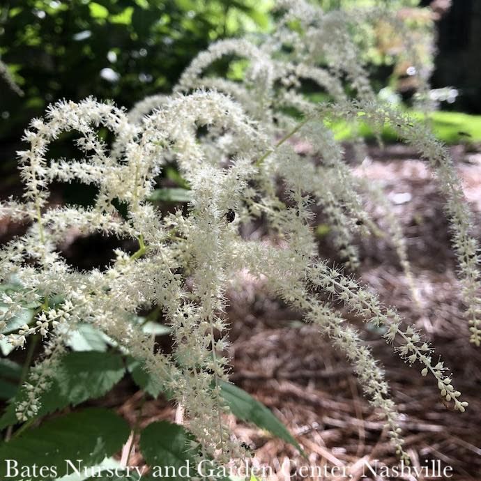 QP Aruncus dioicus/ Goats Beard Native (TN)