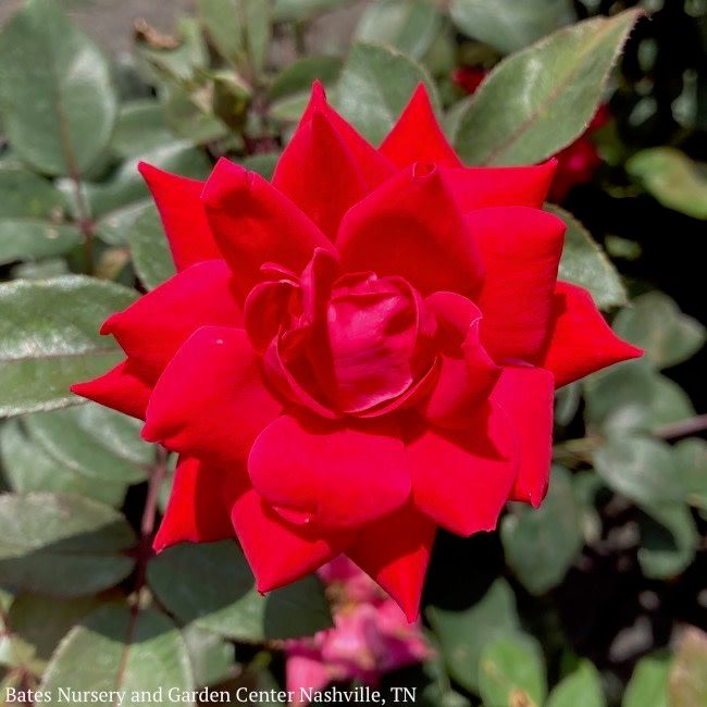 Topiary Patio Tree #5 36&quot; Rosa DOUBLE Knock Out/ Red Rose - No Warranty