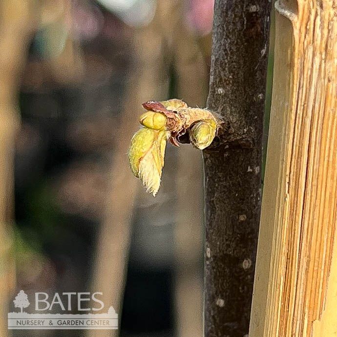 #5 Edible Corylus av Wepster/ Hazelnut