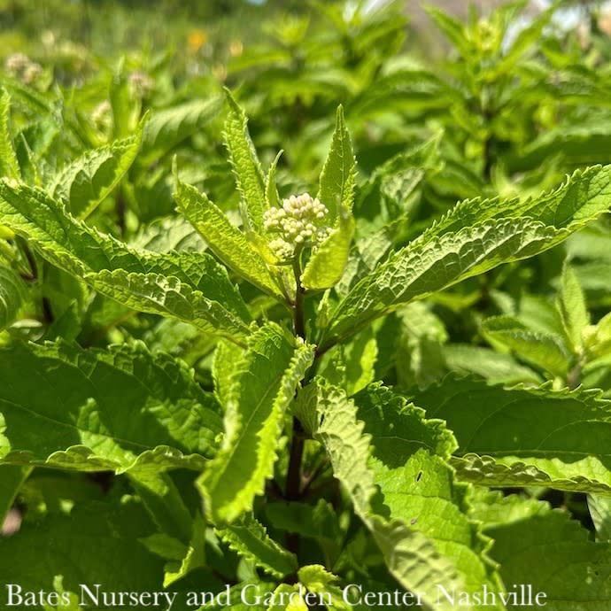 #1 Eutrochium (Eupatorium) dubium Little Joe/ Joe Pye Weed Native (R)