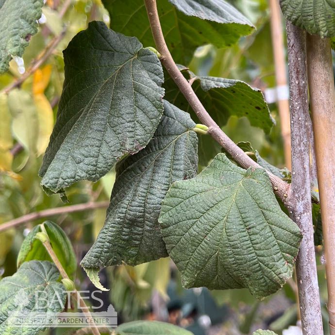 Edible #5 Corylus av Felix/ Hazelnut