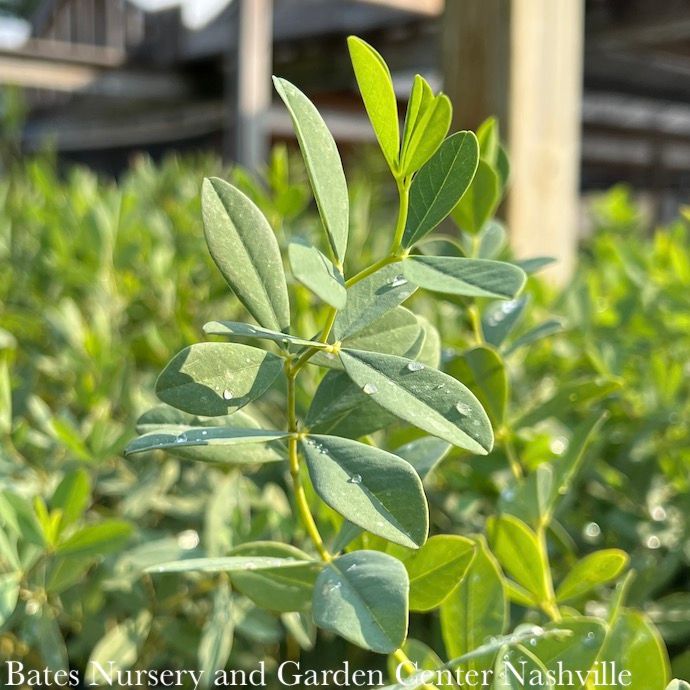 #1 Baptisia x variicolor Twilite Prairieblues/ Purple False Indigo