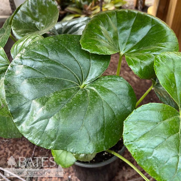 #1 Farfugium japonicum var giganteum /Tractor Seat, Leopard Plant/Tropical