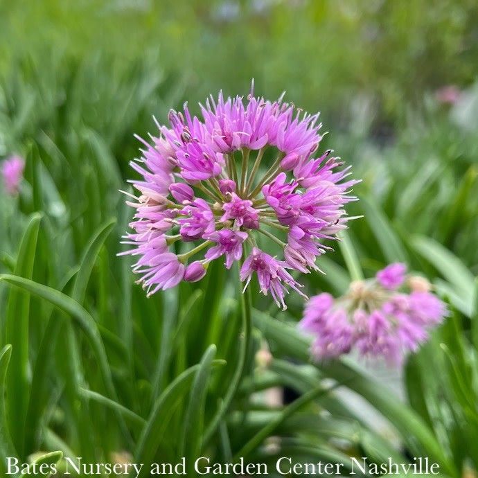 #1 Allium x PW Millenium/ Flowering Onion