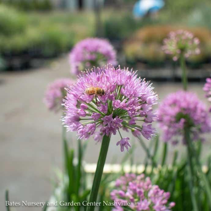 #1 Allium x PW Millenium/ Flowering Onion