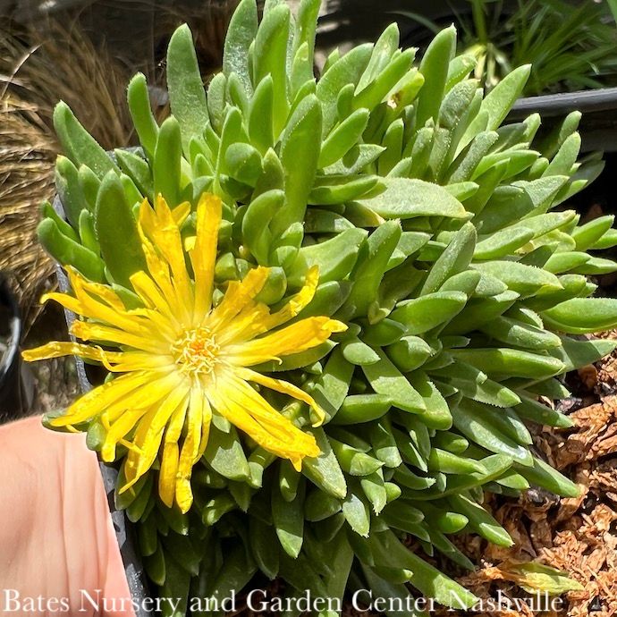 QP Delosperma Gold Nugget/ Ice Plant