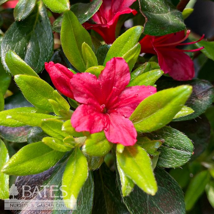 #3 Azalea x Hino-crimson (Kurume hybrid)/ Red