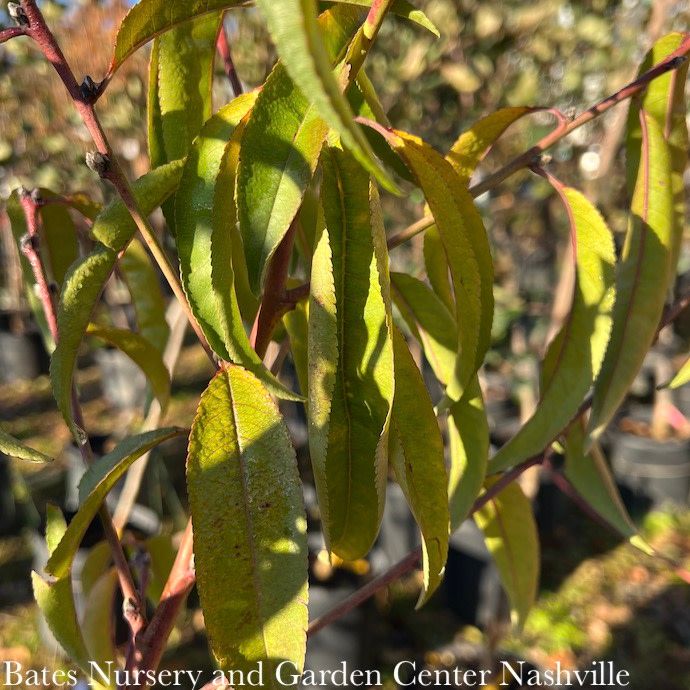 Edible #5 Prunus Belle Of Georgia/ Semi-dwarf Self-fertile Peach
