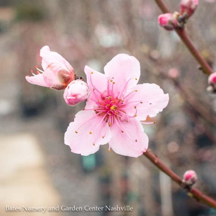 Edible #5 Prunus persica Elberta/ Semi-dwarf Self Fertile Peach EARLY