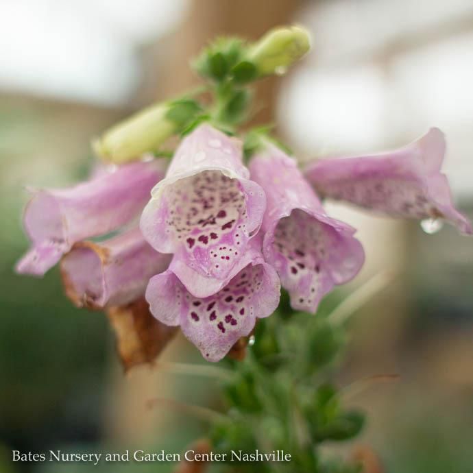 #1 Digitalis pur Camelot Lavender/ Foxglove